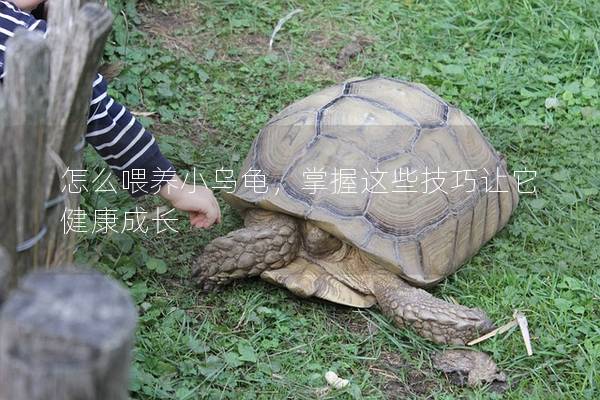 怎么喂养小乌龟，掌握这些技巧让它健康成长