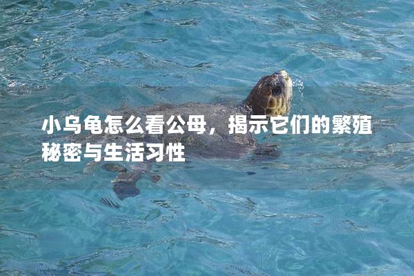 小乌龟怎么看公母，揭示它们的繁殖秘密与生活习性