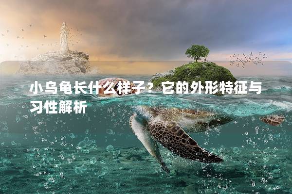 小乌龟长什么样子？它的外形特征与习性解析