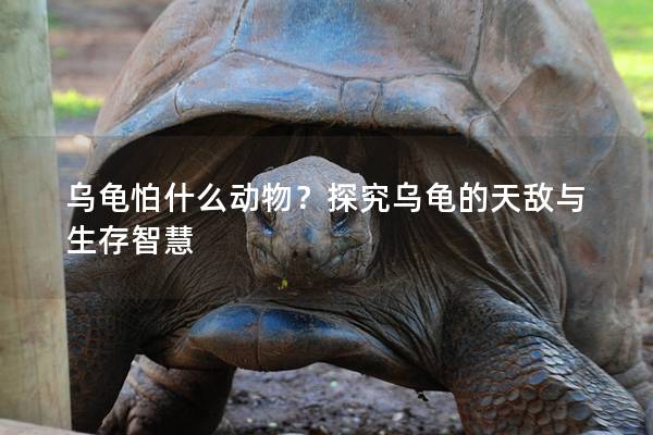 乌龟怕什么动物？探究乌龟的天敌与生存智慧