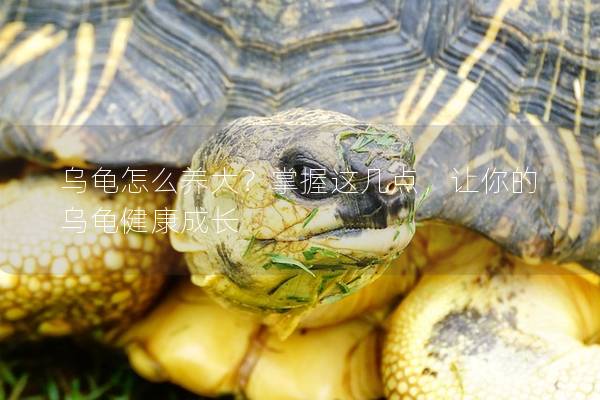 乌龟怎么养大？掌握这几点，让你的乌龟健康成长