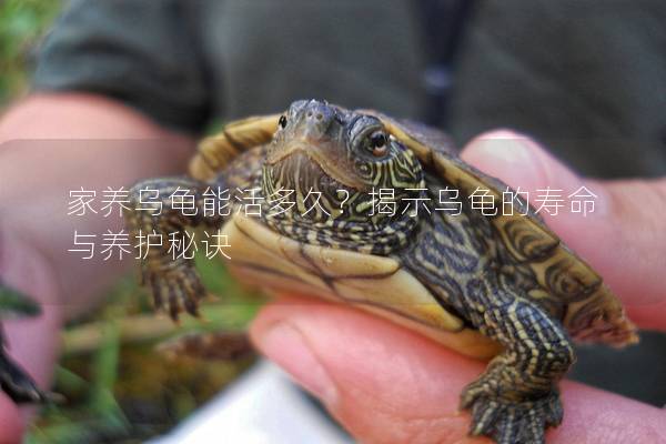 家养乌龟能活多久？揭示乌龟的寿命与养护秘诀