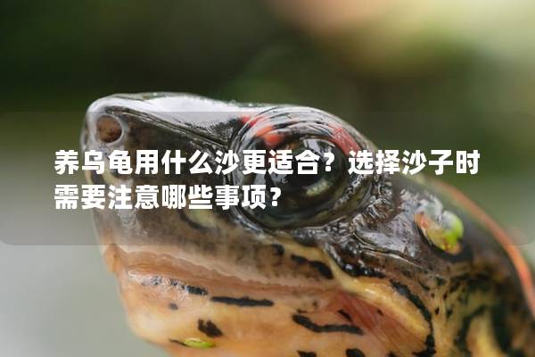 养乌龟用什么沙更适合？选择沙子时需要注意哪些事项？