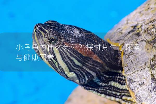 小乌龟为什么会死？探讨其生存环境与健康因素