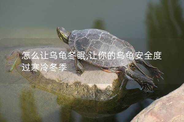 怎么让乌龟冬眠,让你的乌龟安全度过寒冷冬季