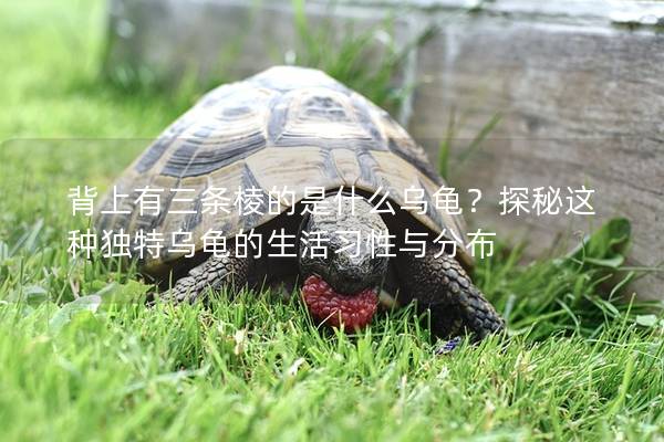 背上有三条棱的是什么乌龟？探秘这种独特乌龟的生活习性与分布