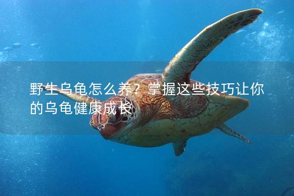 野生乌龟怎么养？掌握这些技巧让你的乌龟健康成长