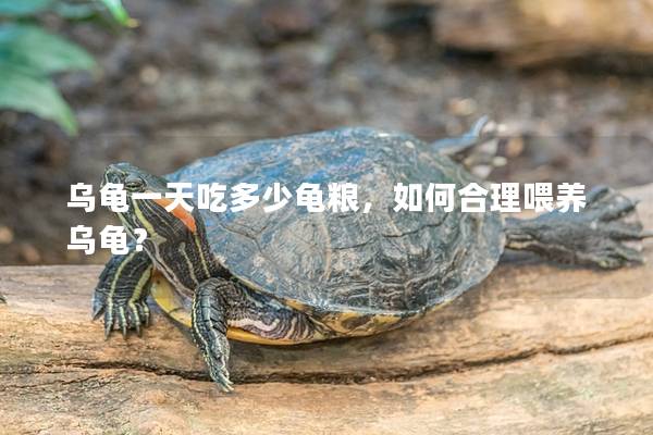 乌龟一天吃多少龟粮，如何合理喂养乌龟？