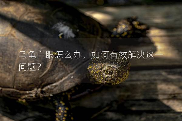 乌龟白眼怎么办，如何有效解决这一问题？