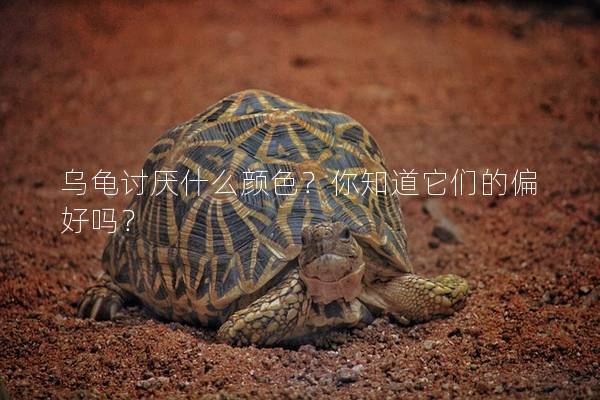 乌龟讨厌什么颜色？你知道它们的偏好吗？