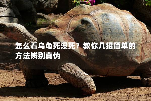 怎么看乌龟死没死？教你几招简单的方法辨别真伪