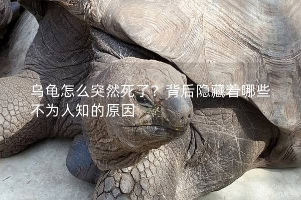 乌龟怎么突然死了？背后隐藏着哪些不为人知的原因