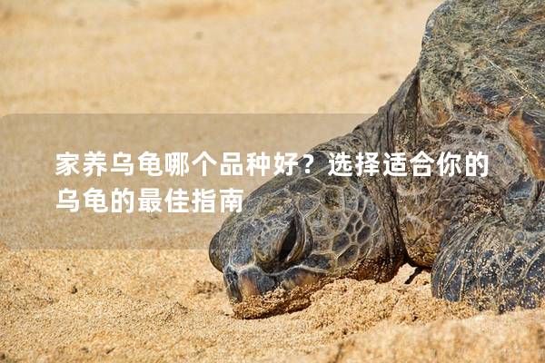 家养乌龟哪个品种好？选择适合你的乌龟的最佳指南
