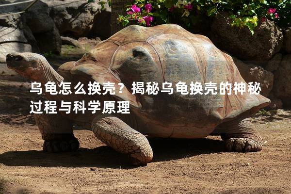 乌龟怎么换壳？揭秘乌龟换壳的神秘过程与科学原理