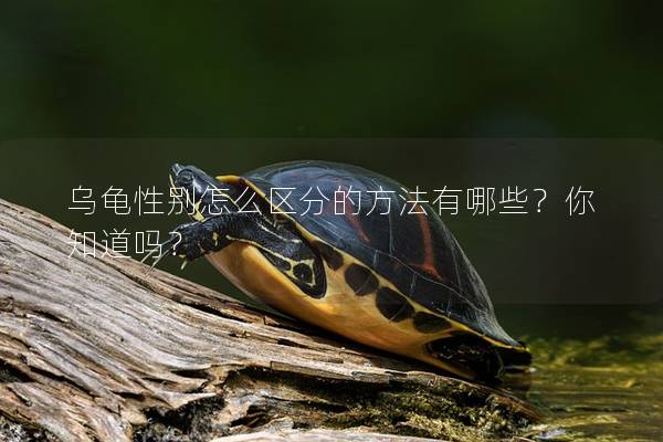 乌龟性别怎么区分的方法有哪些？你知道吗？