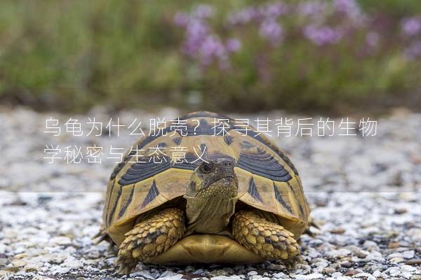 乌龟为什么脱壳？探寻其背后的生物学秘密与生态意义