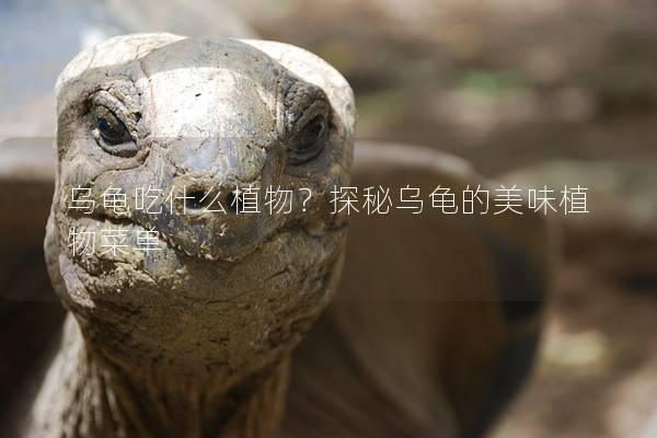 乌龟吃什么植物？探秘乌龟的美味植物菜单
