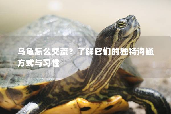乌龟怎么交流？了解它们的独特沟通方式与习性