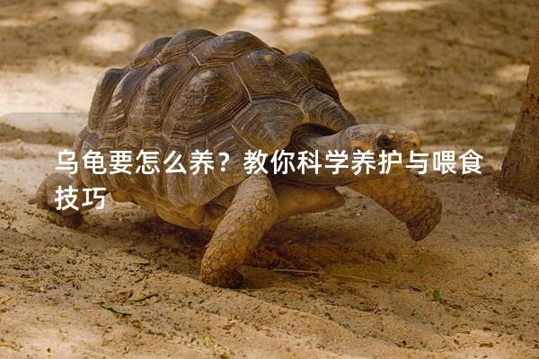 乌龟要怎么养？教你科学养护与喂食技巧