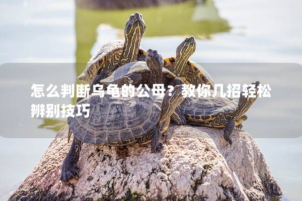 怎么判断乌龟的公母？教你几招轻松辨别技巧