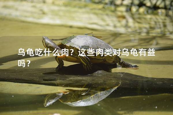 乌龟吃什么肉？这些肉类对乌龟有益吗？