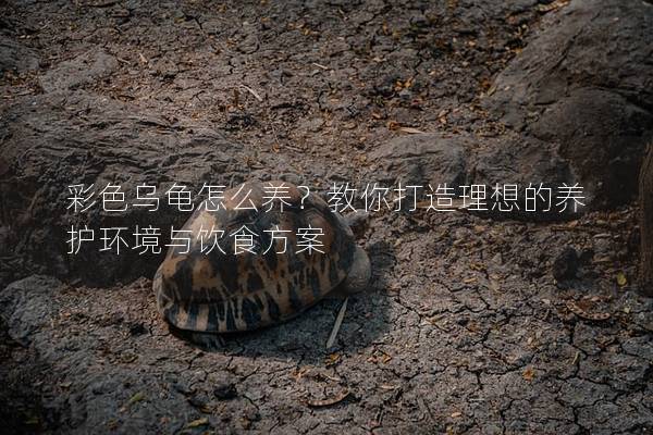 彩色乌龟怎么养？教你打造理想的养护环境与饮食方案