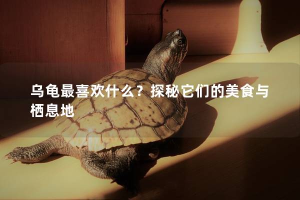 乌龟最喜欢什么？探秘它们的美食与栖息地