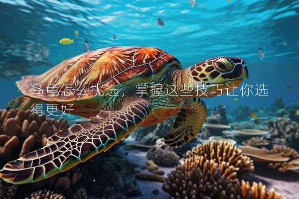 乌龟怎么挑选，掌握这些技巧让你选得更好