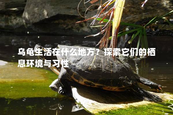 乌龟生活在什么地方？探索它们的栖息环境与习性