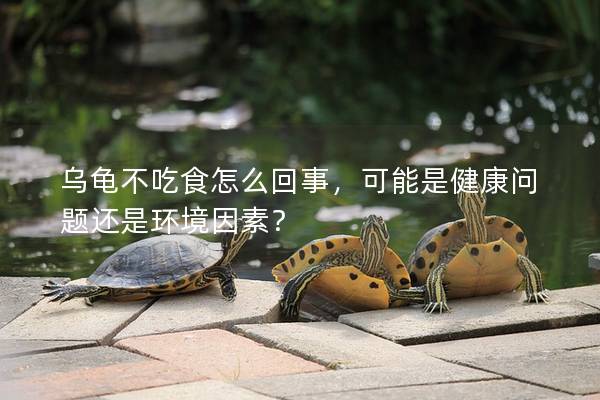 乌龟不吃食怎么回事，可能是健康问题还是环境因素？