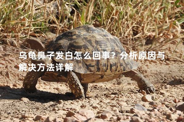 乌龟鼻子发白怎么回事？分析原因与解决方法详解