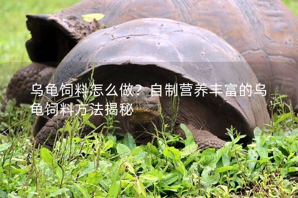 乌龟饲料怎么做？自制营养丰富的乌龟饲料方法揭秘