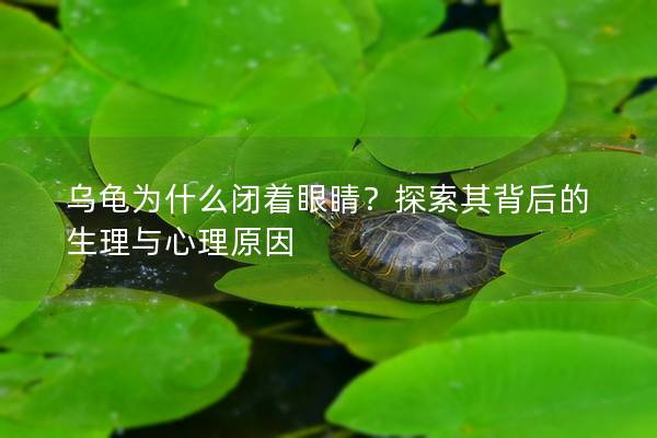 乌龟为什么闭着眼睛？探索其背后的生理与心理原因