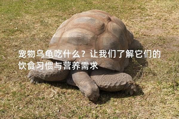 宠物乌龟吃什么？让我们了解它们的饮食习惯与营养需求