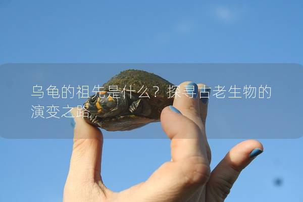 乌龟的祖先是什么？探寻古老生物的演变之路