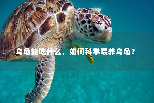 乌龟能吃什么，如何科学喂养乌龟？
