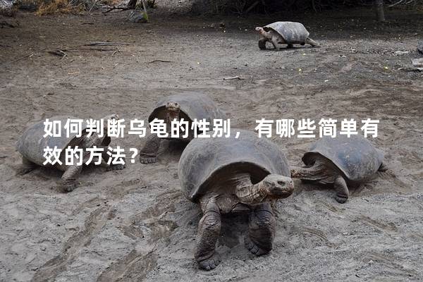 如何判断乌龟的性别，有哪些简单有效的方法？