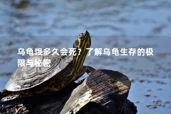 乌龟饿多久会死？了解乌龟生存的极限与秘密