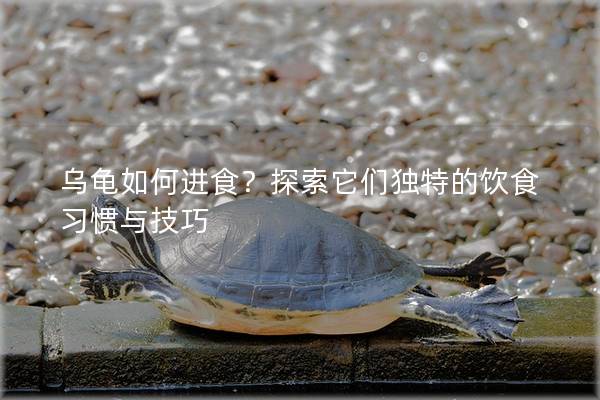 乌龟如何进食？探索它们独特的饮食习惯与技巧