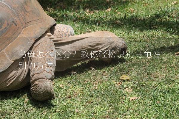 乌母怎么区分？教你轻松识别乌龟性别的方法