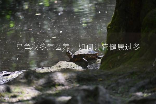 乌龟秋冬怎么养，如何让它健康过冬？