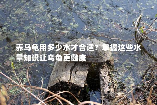 养乌龟用多少水才合适？掌握这些水量知识让乌龟更健康