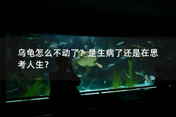 乌龟怎么不动了？是生病了还是在思考人生？