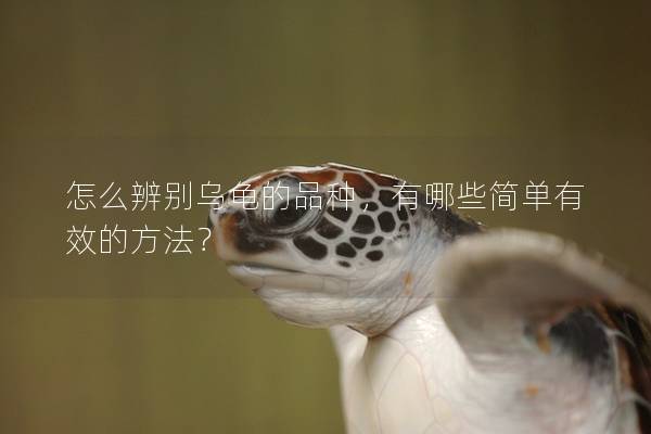 怎么辨别乌龟的品种，有哪些简单有效的方法？