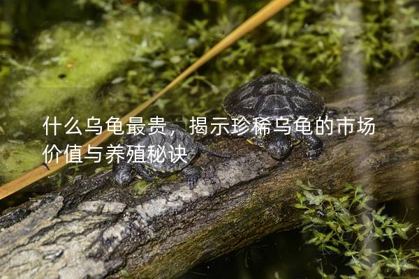 什么乌龟最贵，揭示珍稀乌龟的市场价值与养殖秘诀