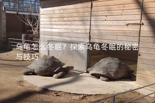 乌龟怎么冬眠？探索乌龟冬眠的秘密与技巧
