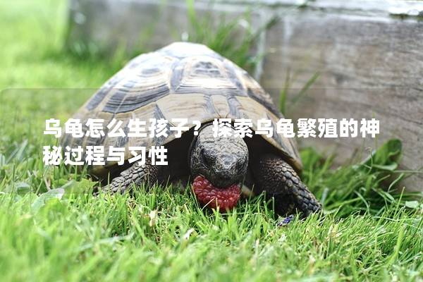乌龟怎么生孩子？探索乌龟繁殖的神秘过程与习性