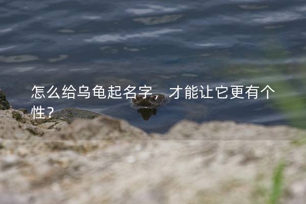 怎么给乌龟起名字，才能让它更有个性？
