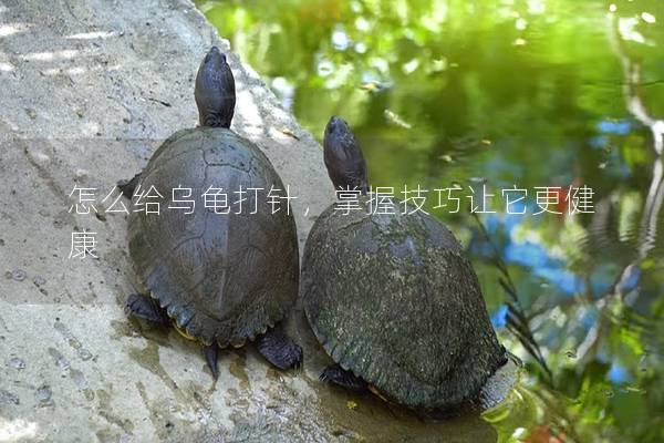 怎么给乌龟打针，掌握技巧让它更健康