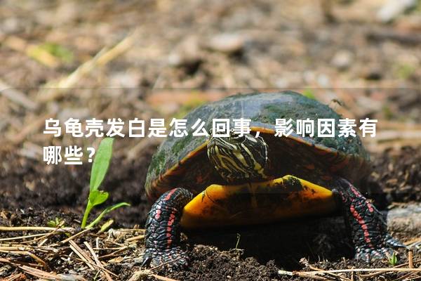 乌龟壳发白是怎么回事，影响因素有哪些？